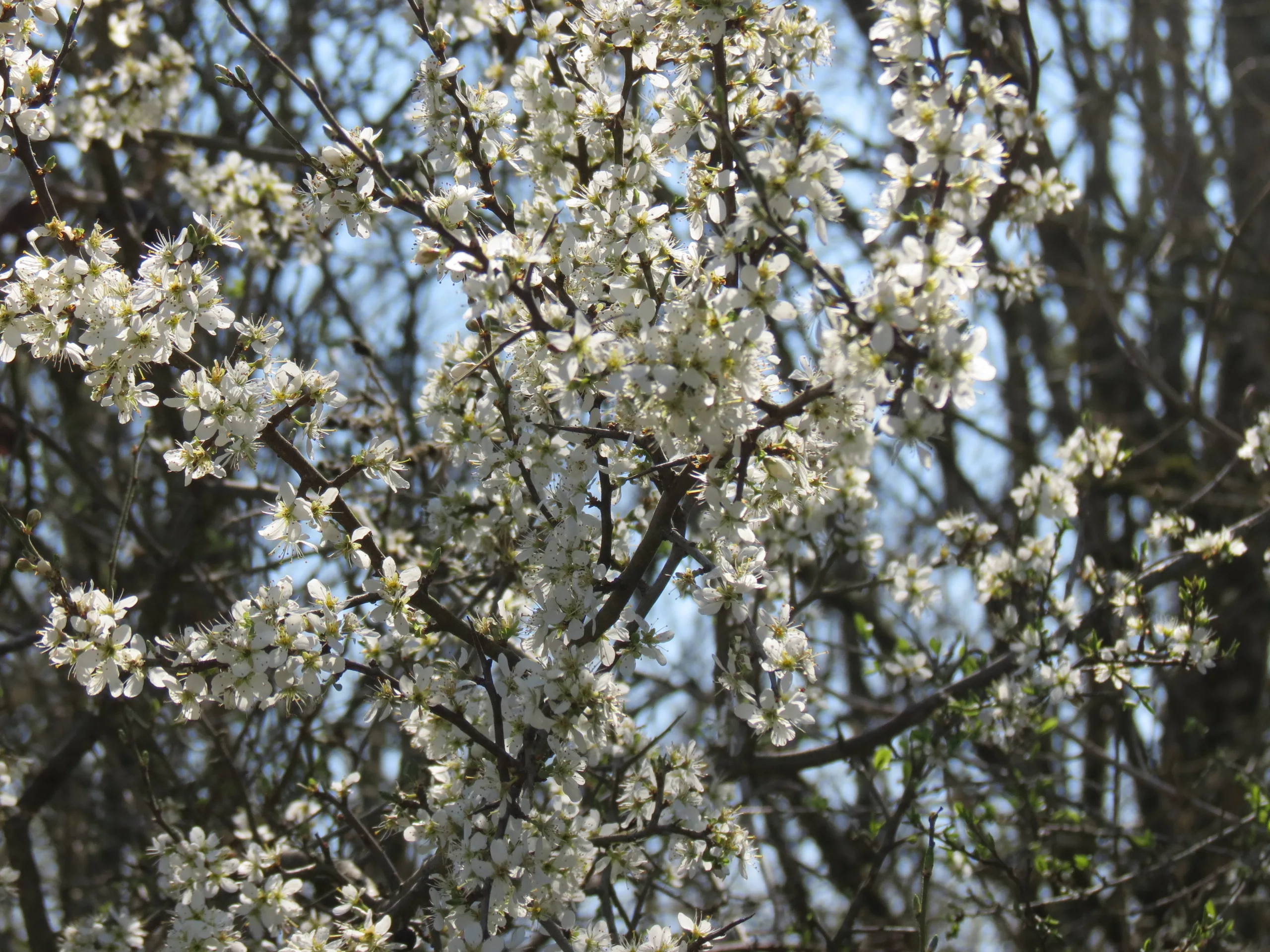 Lire la suite à propos de l’article Maintenir des haies diversifiées