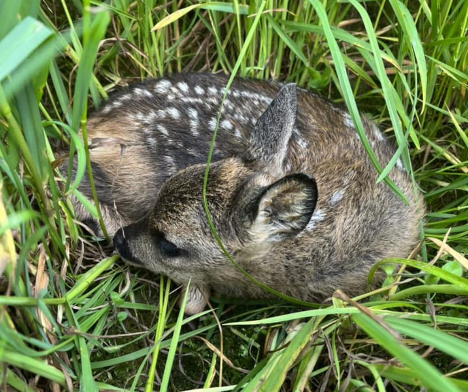 Lire la suite à propos de l’article À quoi servent les drones en agriculture ?