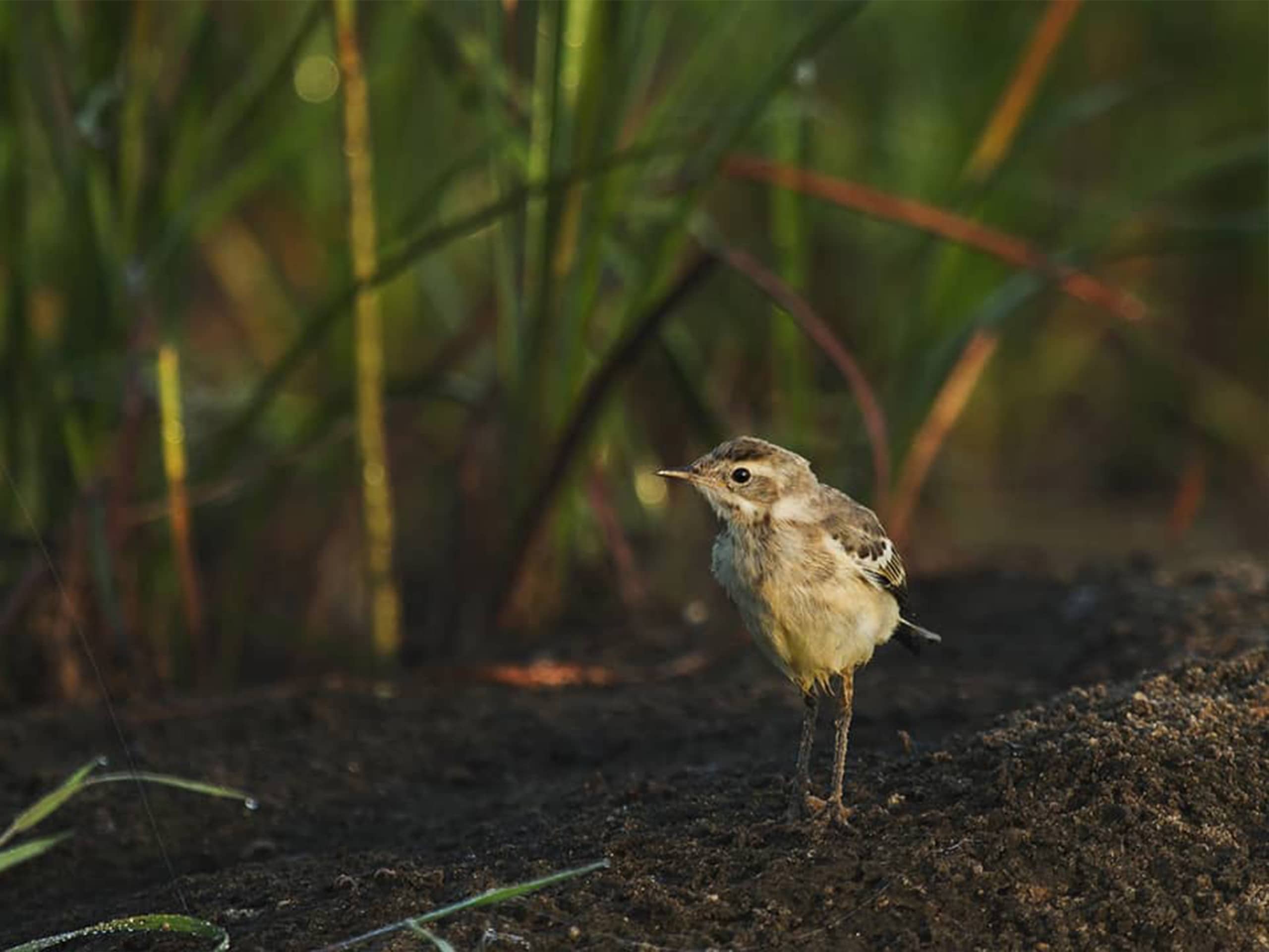 Lire la suite à propos de l’article Protecteurs, nourriciers et circulants : couverts végétaux et biodiversité