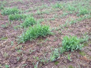 Comment reconnaître et corriger une Acidification du sol ?