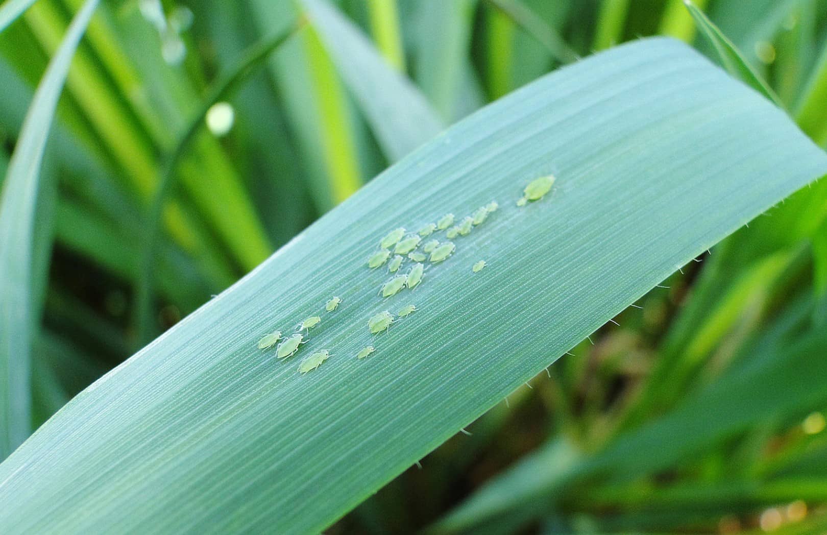 pucerons vecteurs de JNO sur des céréales