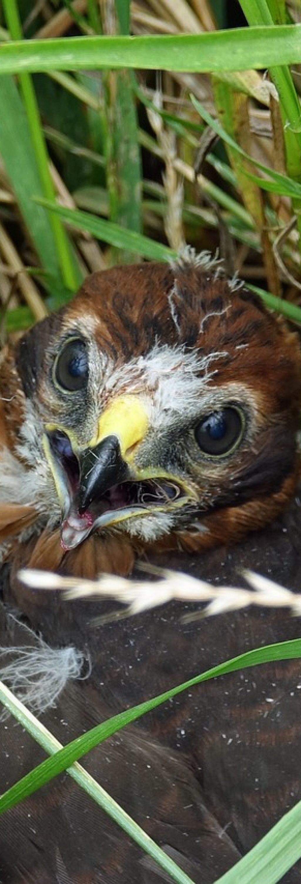 hen-harrier-4870591_1280